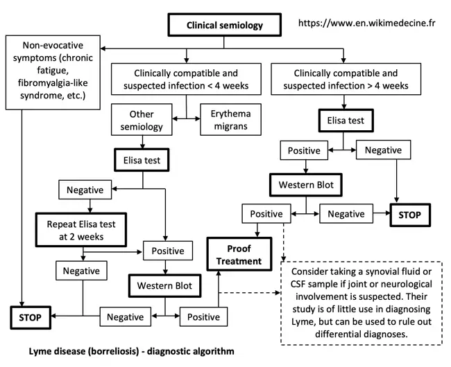 Lyme disease - diagnostic algorithm